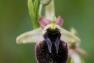 Ophrys hybrid
